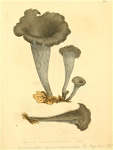 Coloured Figures of English Fungi or Mushrooms - t. 74