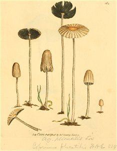 Coloured Figures of English Fungi or Mushrooms - t. 364