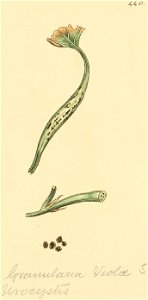 Coloured Figures of English Fungi or Mushrooms - t. 440