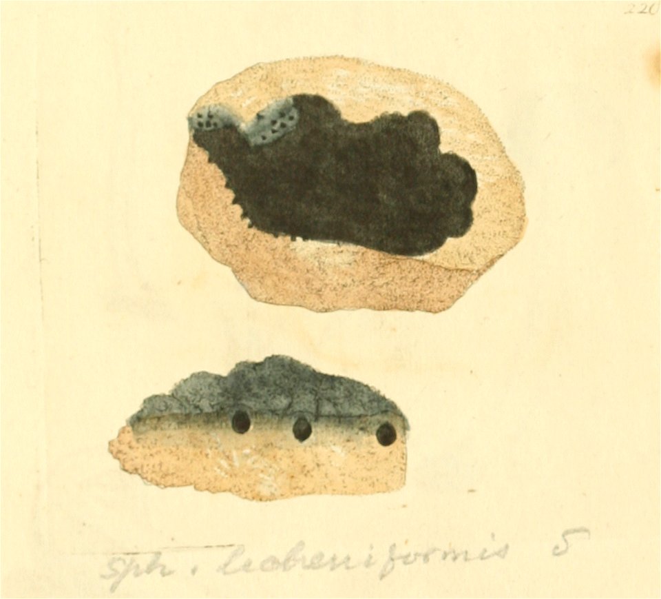 Coloured Figures of English Fungi or Mushrooms - t. 220