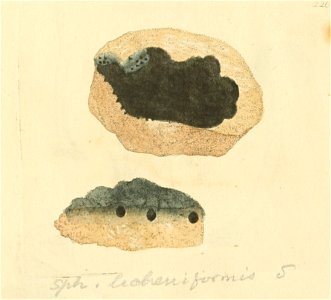 Coloured Figures of English Fungi or Mushrooms - t. 220