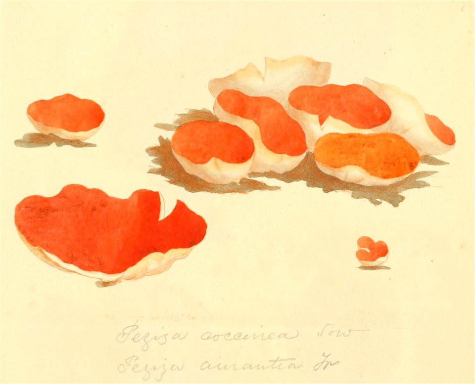 Coloured Figures of English Fungi or Mushrooms - t. 78