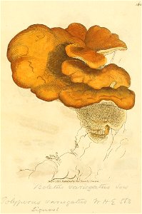 Coloured Figures of English Fungi or Mushrooms - t. 368