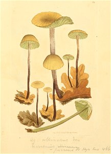 Coloured Figures of English Fungi or Mushrooms - t. 81