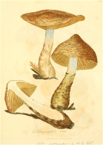 Coloured Figures of English Fungi or Mushrooms - t. 224