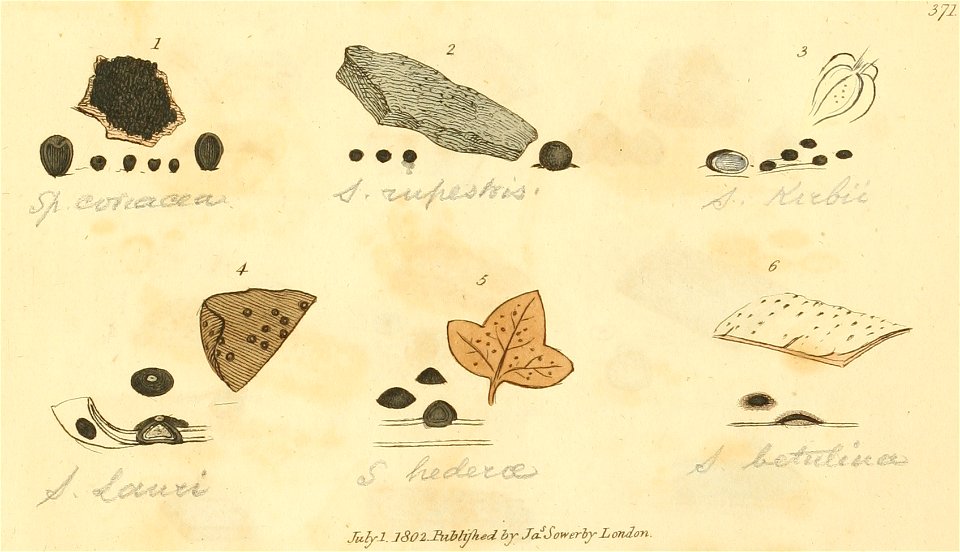 Coloured Figures of English Fungi or Mushrooms - t. 371