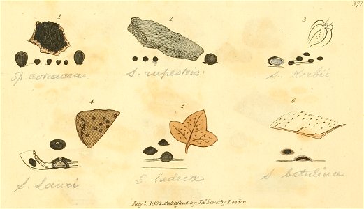 Coloured Figures of English Fungi or Mushrooms - t. 371
