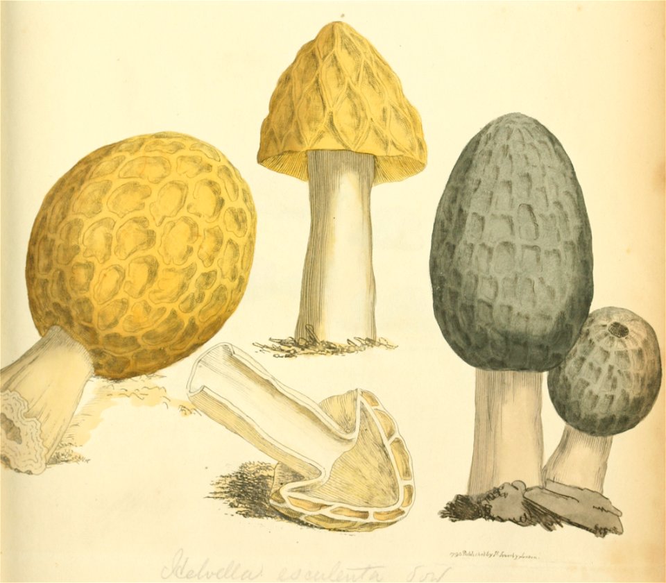 Coloured Figures of English Fungi or Mushrooms - t. 51