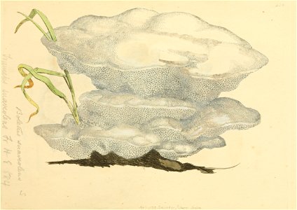 Coloured Figures of English Fungi or Mushrooms - t. 228