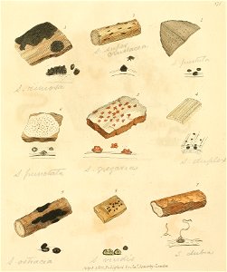 Coloured Figures of English Fungi or Mushrooms - t. 375
