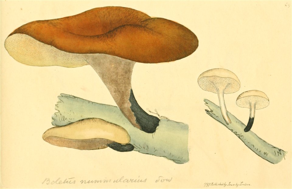 Coloured Figures of English Fungi or Mushrooms - t. 89