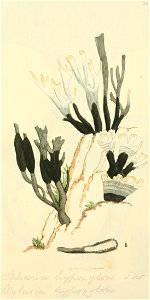 Coloured Figures of English Fungi or Mushrooms - t. 55