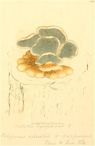 Coloured Figures of English Fungi or Mushrooms - t. 231