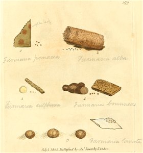 Coloured Figures of English Fungi or Mushrooms - t. 379