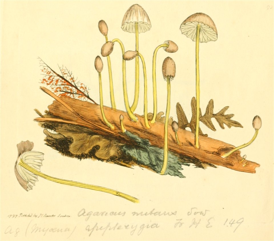 Coloured Figures of English Fungi or Mushrooms - t. 92