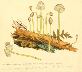 Coloured Figures of English Fungi or Mushrooms - t. 92