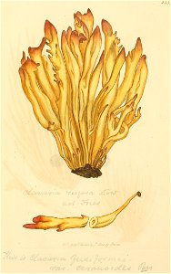 Coloured Figures of English Fungi or Mushrooms - t. 235