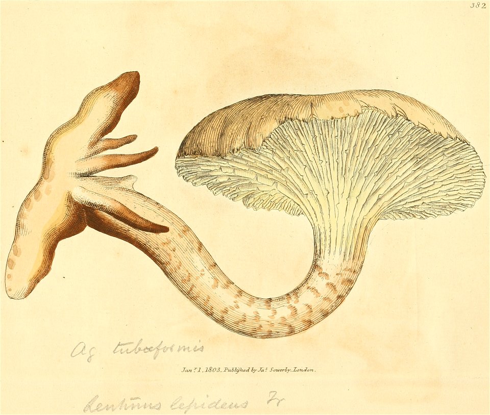 Coloured Figures of English Fungi or Mushrooms - t. 382