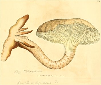 Coloured Figures of English Fungi or Mushrooms - t. 382