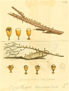 Coloured Figures of English Fungi or Mushrooms - t. 239