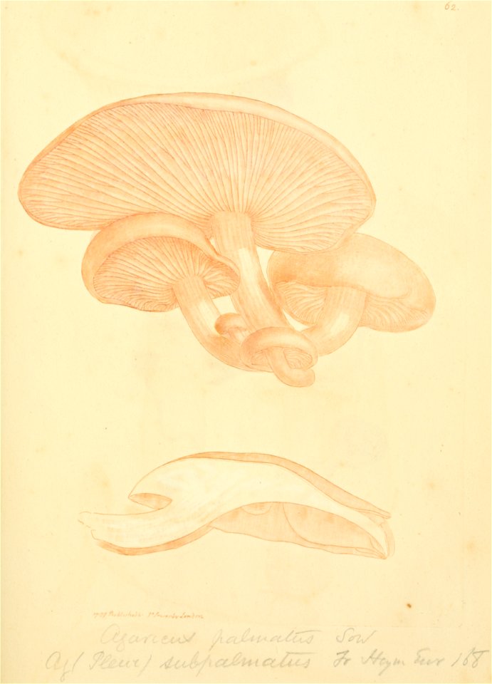 Coloured Figures of English Fungi or Mushrooms - t. 62