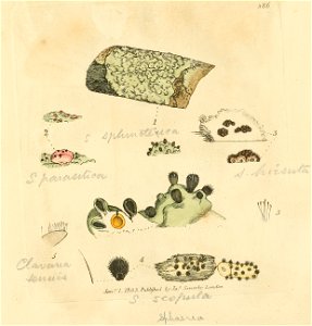 Coloured Figures of English Fungi or Mushrooms - t. 386