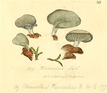 Coloured Figures of English Fungi or Mushrooms - t. 242