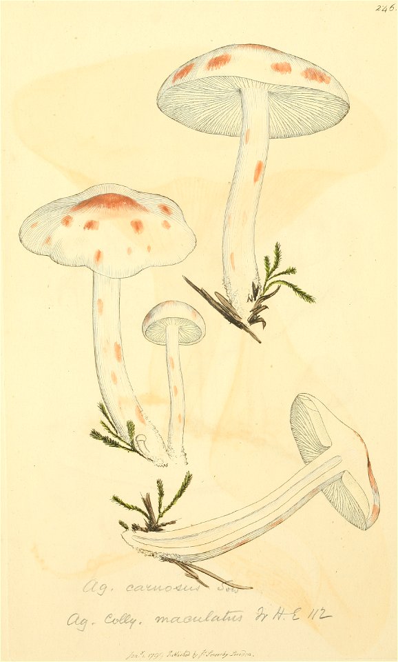 Coloured Figures of English Fungi or Mushrooms - t. 246