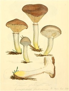 Coloured Figures of English Fungi or Mushrooms - t. 7