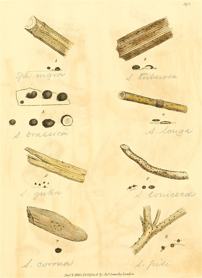 Coloured Figures of English Fungi or Mushrooms - t. 393