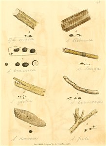 Coloured Figures of English Fungi or Mushrooms - t. 393
