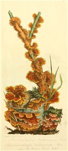 Coloured Figures of English Fungi or Mushrooms - t. 25