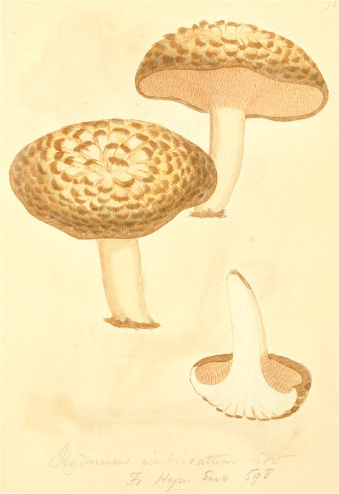 Coloured Figures of English Fungi or Mushrooms - t. 73