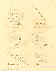 Coloured Figures of English Fungi or Mushrooms - t. 397