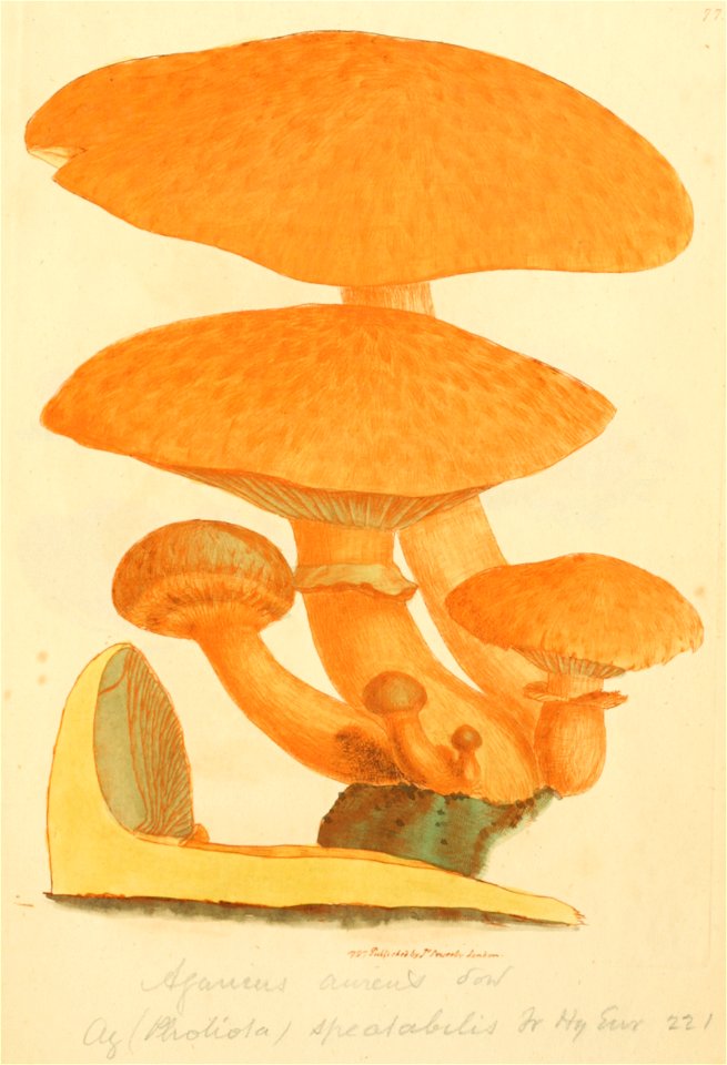 Coloured Figures of English Fungi or Mushrooms - t. 77