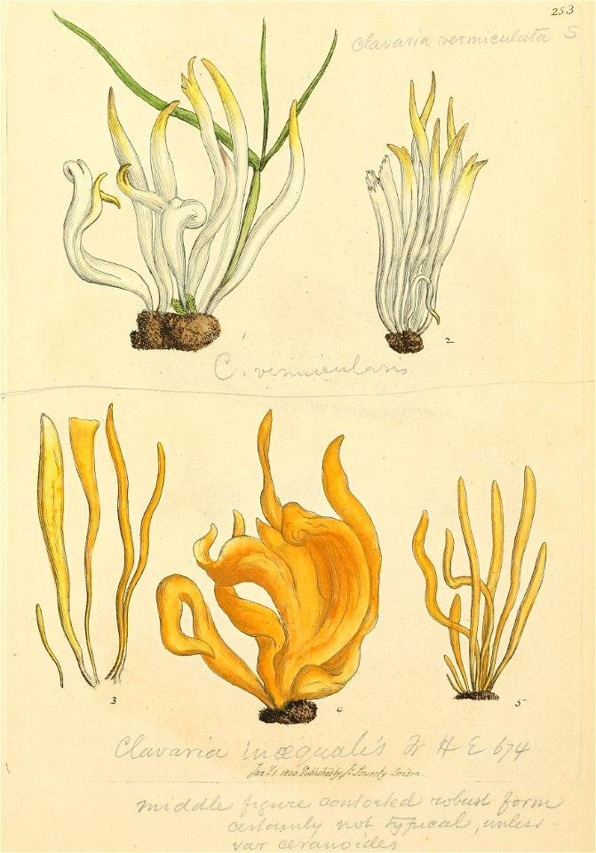 Coloured Figures of English Fungi or Mushrooms - t. 253