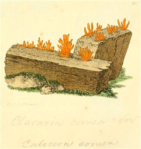Coloured Figures of English Fungi or Mushrooms - t. 40