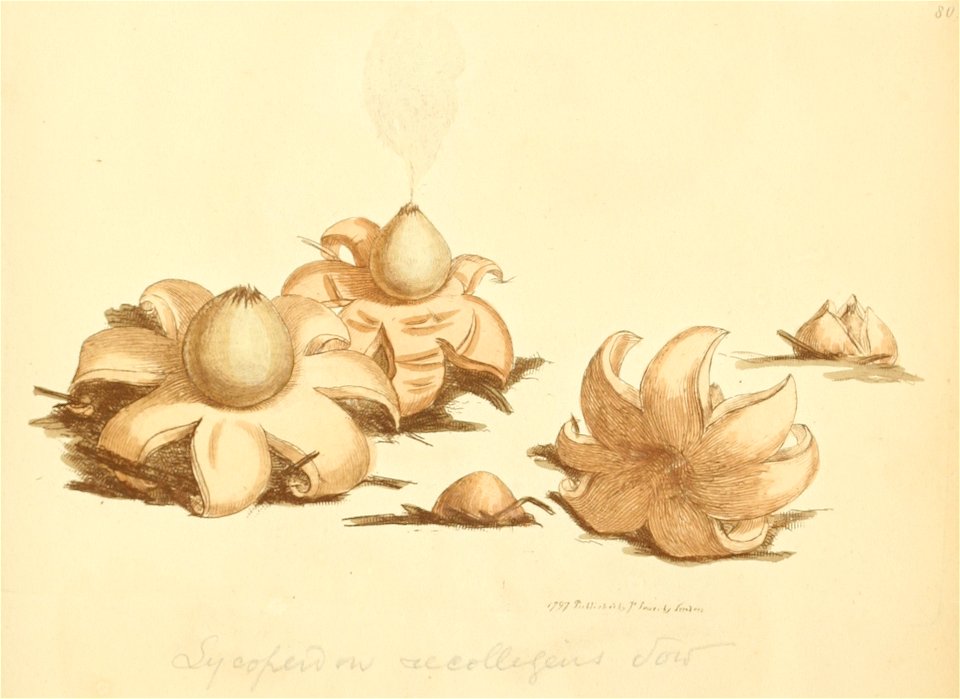 Coloured Figures of English Fungi or Mushrooms - t. 80