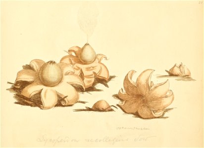 Coloured Figures of English Fungi or Mushrooms - t. 80