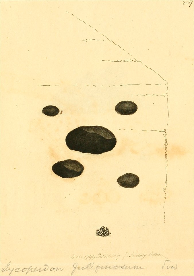 Coloured Figures of English Fungi or Mushrooms - t. 257