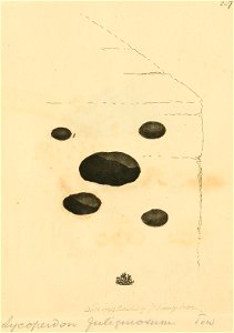 Coloured Figures of English Fungi or Mushrooms - t. 257