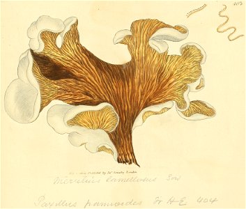 Coloured Figures of English Fungi or Mushrooms - t. 403
