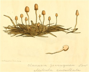 Coloured Figures of English Fungi or Mushrooms - t. 84