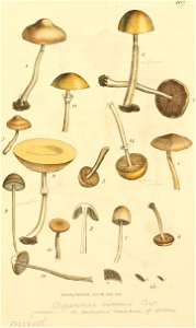 Coloured Figures of English Fungi or Mushrooms - t. 407