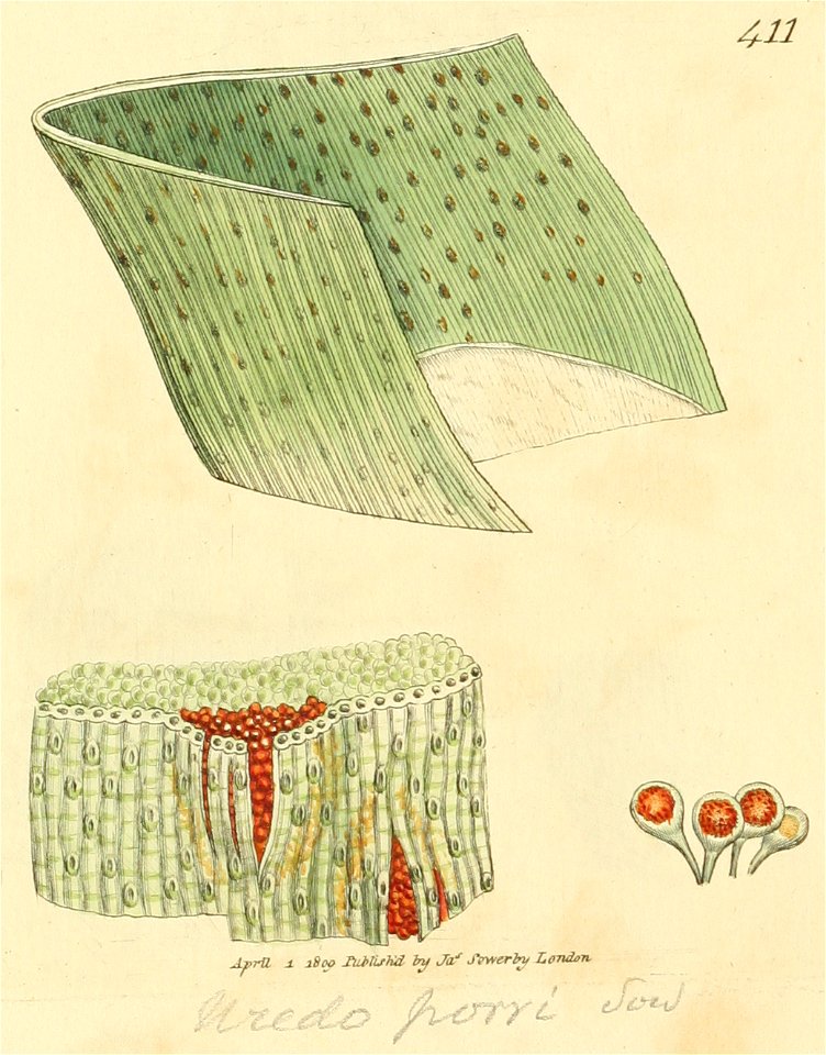Coloured Figures of English Fungi or Mushrooms - t. 411