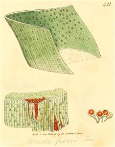 Coloured Figures of English Fungi or Mushrooms - t. 411