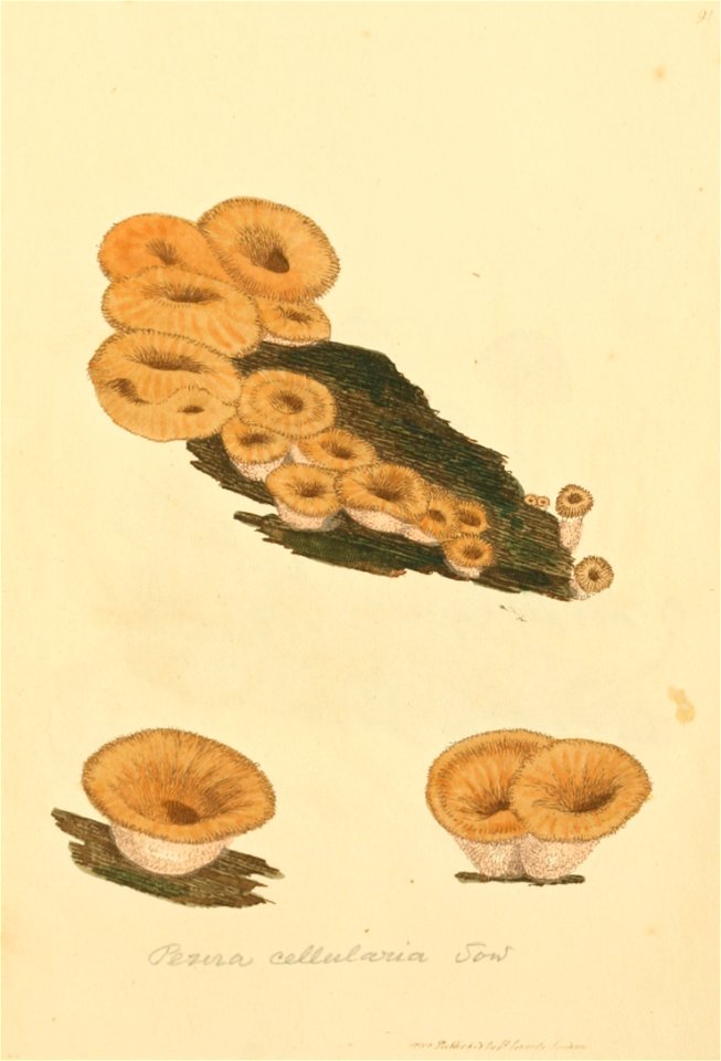 Coloured Figures of English Fungi or Mushrooms - t. 91