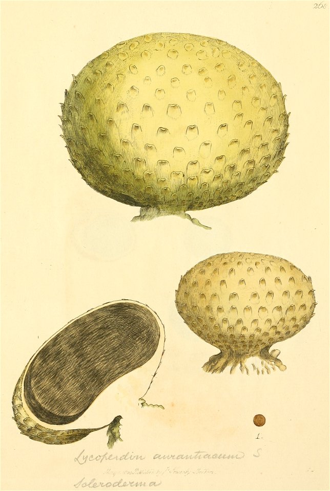 Coloured Figures of English Fungi or Mushrooms - t. 268