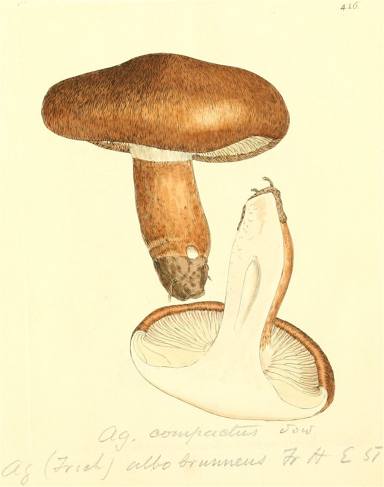 Coloured Figures of English Fungi or Mushrooms - t. 416