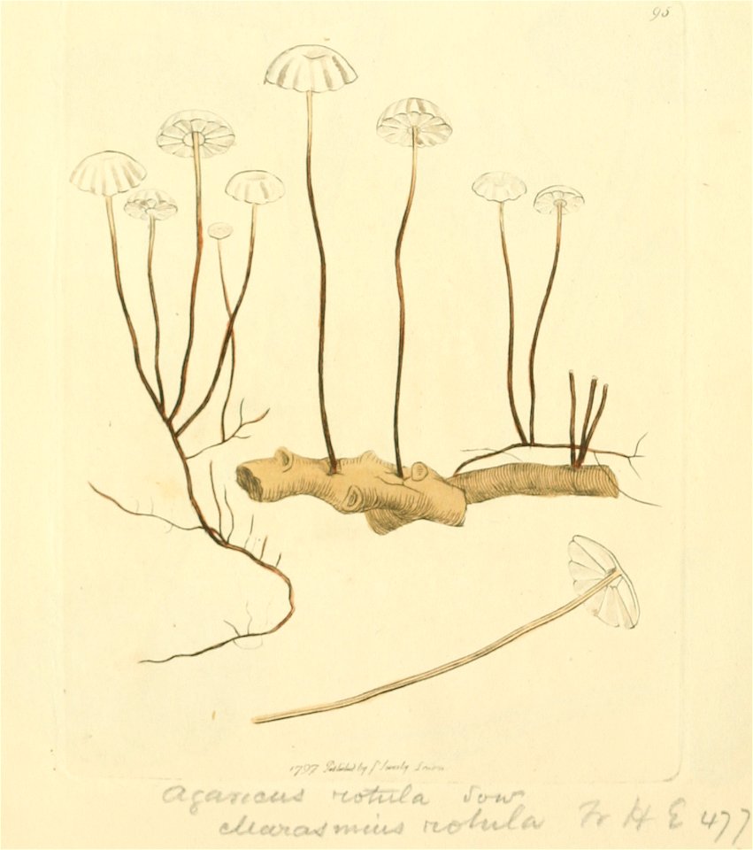 Coloured Figures of English Fungi or Mushrooms - t. 95